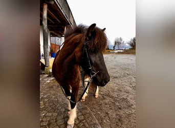 Islandpferd, Stute, 15 Jahre, 133 cm, Schecke
