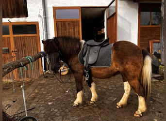 Islandpferd, Stute, 15 Jahre, 133 cm, Schecke