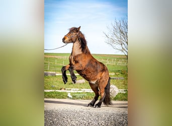 Islandpferd, Stute, 15 Jahre, 135 cm, Brauner