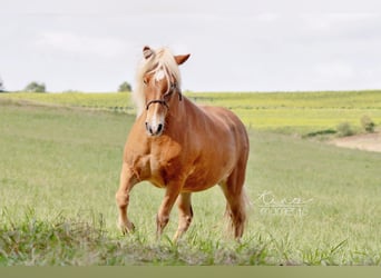 Islandpferd, Stute, 15 Jahre, 136 cm, Fuchs