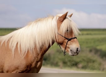 Islandpferd, Stute, 15 Jahre, 136 cm, Fuchs