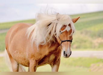 Islandpferd, Stute, 15 Jahre, 136 cm, Fuchs