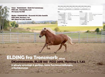 Islandpferd, Stute, 15 Jahre, 136 cm, Fuchs