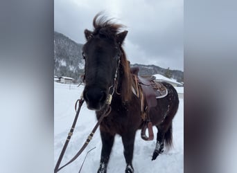 Islandpferd, Stute, 15 Jahre, 138 cm, Rappe