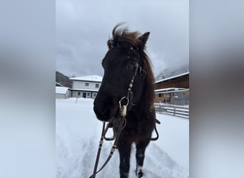 Islandpferd, Stute, 15 Jahre, 138 cm, Rappe