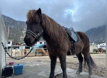 Islandpferd, Stute, 15 Jahre, 138 cm, Rappe