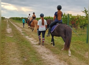 Islandpferd, Stute, 15 Jahre, 138 cm, Schecke