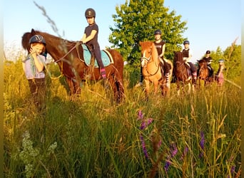 Islandpferd, Stute, 15 Jahre, 138 cm, Schecke