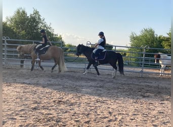 Islandpferd, Stute, 15 Jahre, 138 cm, Schecke