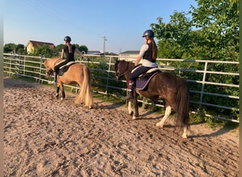 Islandpferd, Stute, 15 Jahre, 138 cm, Schecke