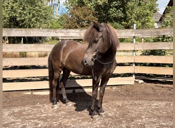 Islandpferd, Stute, 15 Jahre, 139 cm, Rappe