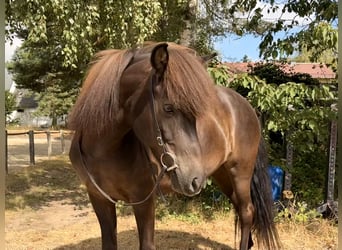 Islandpferd, Stute, 15 Jahre, 139 cm, Rappe