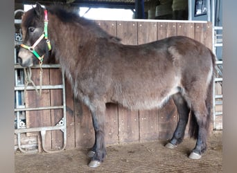 Islandpferd, Stute, 15 Jahre, 142 cm, Buckskin