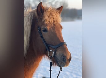 Islandpferd, Stute, 15 Jahre, 142 cm, Fuchs