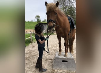 Islandpferd, Stute, 15 Jahre, 142 cm, Fuchs