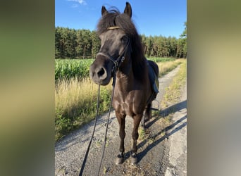 Islandpferd, Stute, 15 Jahre, 142 cm, Rappe