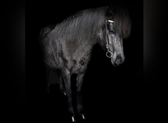Islandpferd, Stute, 15 Jahre, 142 cm, Rappe