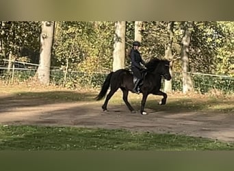 Islandpferd, Stute, 15 Jahre, 142 cm, Rappe