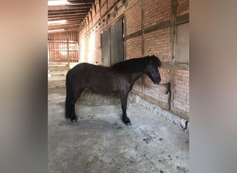 Islandpferd, Stute, 15 Jahre, 142 cm, Rappe