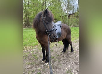 Islandpferd, Stute, 15 Jahre, 142 cm, Rappe