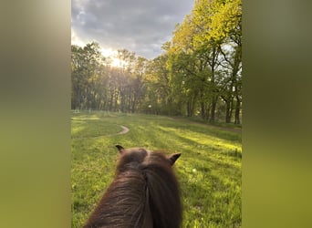 Islandpferd, Stute, 15 Jahre, 142 cm, Rappe