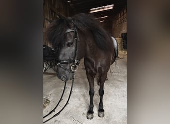 Islandpferd, Stute, 15 Jahre, 142 cm, Rappe