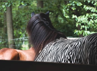 Islandpferd, Stute, 15 Jahre, 142 cm, Rappe