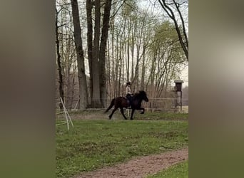 Islandpferd, Stute, 15 Jahre, 142 cm, Rappe