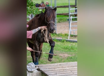 Islandpferd, Stute, 15 Jahre, 143 cm, Rappe