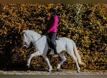 Islandpferd, Stute, 15 Jahre, 143 cm, Schimmel