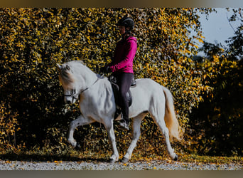 Islandpferd, Stute, 15 Jahre, 143 cm, Schimmel