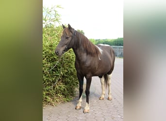 Islandpferd, Stute, 15 Jahre, 145 cm, Schecke