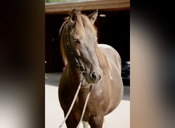 Islandpferd, Stute, 15 Jahre, 145 cm, Schecke