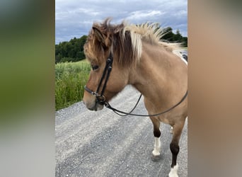 Islandpferd, Stute, 15 Jahre, Schecke