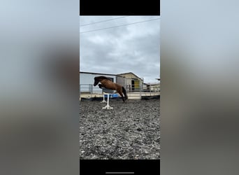 Islandpferd, Stute, 16 Jahre, 136 cm, Rappe