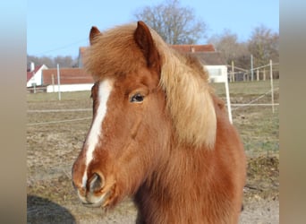Islandpferd, Stute, 16 Jahre, 137 cm, Fuchs