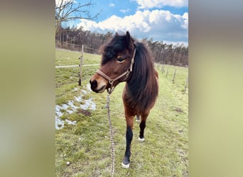 Islandpferd, Stute, 16 Jahre, 138 cm, Brauner