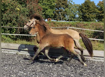Islandpferd, Stute, 16 Jahre, 138 cm, Buckskin