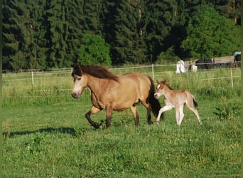 Islandpferd, Stute, 16 Jahre, 138 cm, Buckskin