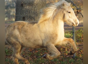 Islandpferd, Stute, 16 Jahre, 138 cm