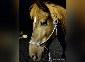 Islandpferd, Stute, 16 Jahre, 138 cm, Fuchs