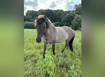 Islandpferd, Stute, 16 Jahre, 138 cm