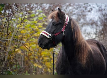 Islandpferd, Stute, 16 Jahre, 138 cm, Rappe