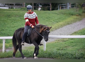 Islandpferd, Stute, 16 Jahre, 138 cm, Rappe