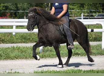 Islandpferd, Stute, 16 Jahre, 138 cm, Rappe