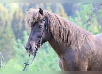 Islandpferd, Stute, 16 Jahre, 138 cm, Rappe