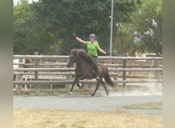 Islandpferd, Stute, 16 Jahre, 138 cm, Rappe