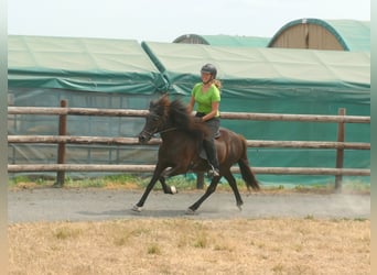 Islandpferd, Stute, 16 Jahre, 138 cm, Rappe