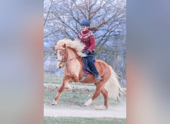 Islandpferd, Stute, 16 Jahre, 141 cm, Fuchs