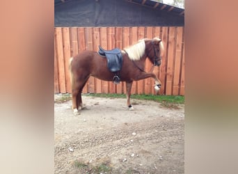 Islandpferd, Stute, 16 Jahre, 142 cm, Dunkelfuchs